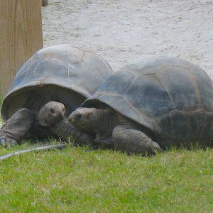 ALDABRA BREEDER