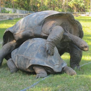 ALDABRA BREEDER