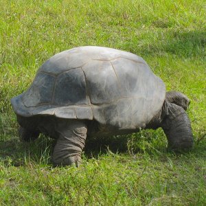 ALDABRA BREEDER