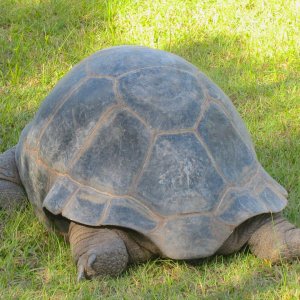 ALDABRA BREEDER