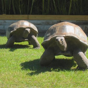 ALDABRA BREEDER