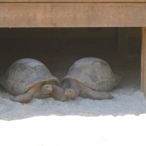 ALDABRA BREEDER