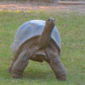 ALDABRA BREEDER
