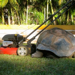 ALDABRA BREEDER