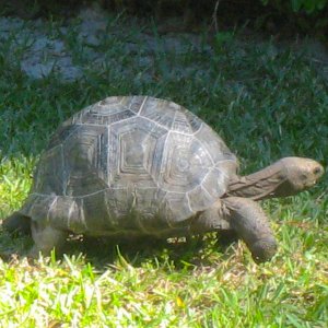 ALDABRA BREEDER