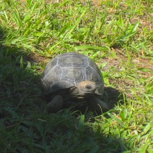 ALDABRA BREEDER