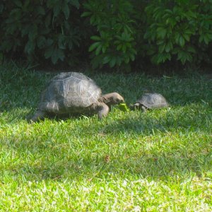 ALDABRA BREEDER
