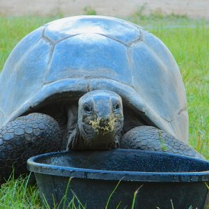 ALDABRA BREEDER