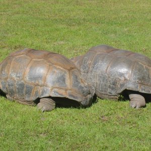 ALDABRA BREEDER
