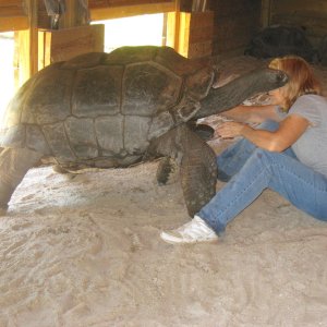 ALDABRA BREEDER