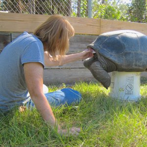 ALDABRA BREEDER