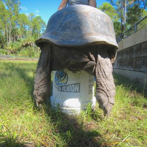 ALDABRA BREEDER