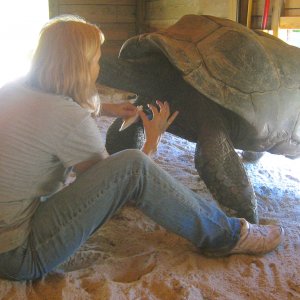 ALDABRA BREEDER