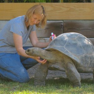 ALDABRA BREEDER