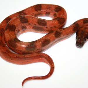 super_hypo_female_2