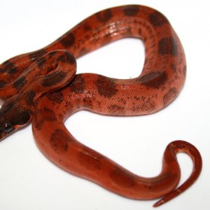 super_hypo_leo_female_1