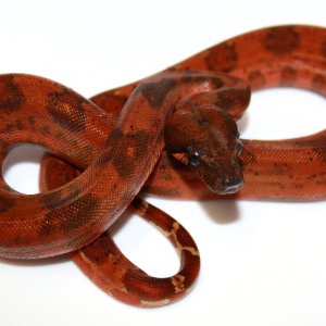 super_hypo_leo_male_1