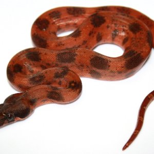 super_hypo_leo_male_2