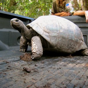 ALDABRA BREEDER