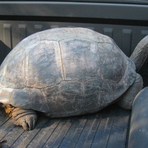 ALDABRA BREEDER