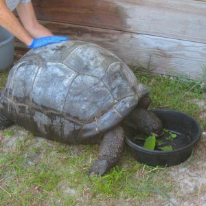 ALDABRA BREEDER