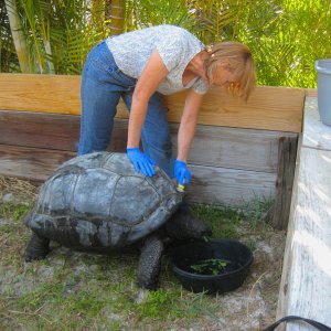ALDABRA BREEDER