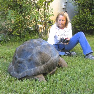 ALDABRA BREEDER