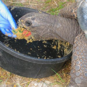 ALDABRA BREEDER