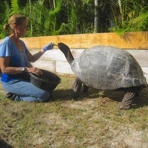 ALDABRA BREEDER