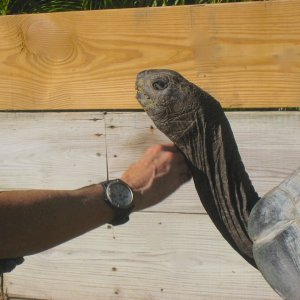 ALDABRA BREEDER