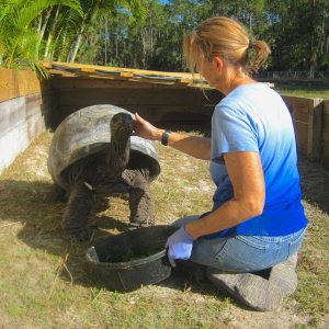 ALDABRA BREEDER
