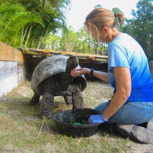ALDABRA BREEDER