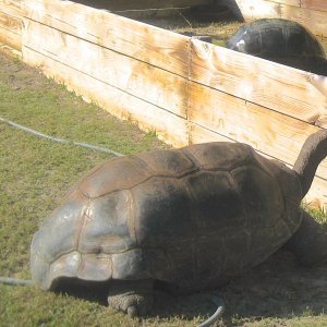 ALDABRA BREEDER