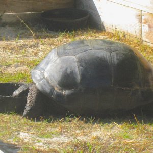 ALDABRA BREEDER