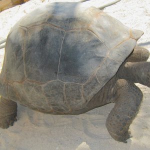 ALDABRA BREEDER