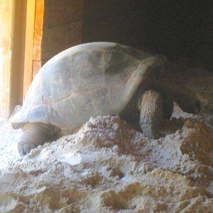 ALDABRA BREEDER