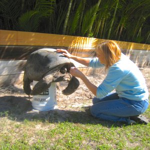 ALDABRA BREEDER