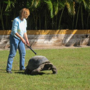 ALDABRA BREEDER