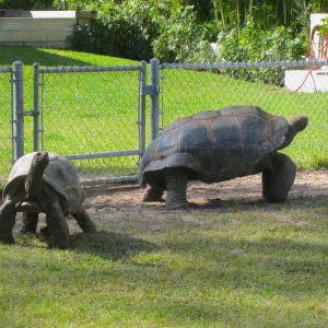 ALDABRA BREEDER