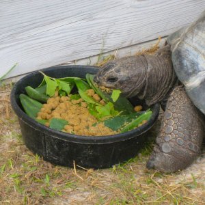ALDABRA BREEDER