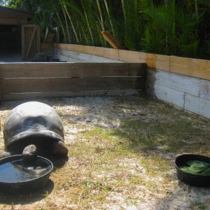 ALDABRA BREEDER