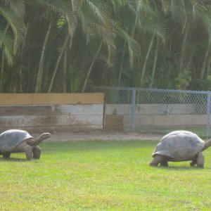 ALDABRA BREEDER