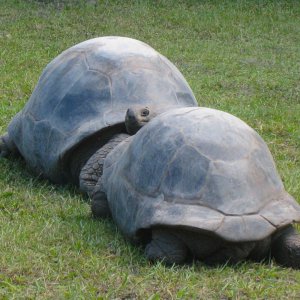 ALDABRA BREEDER