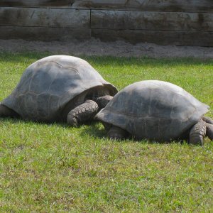 ALDABRA BREEDER