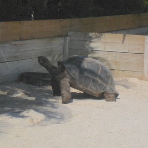 ALDABRA BREEDER