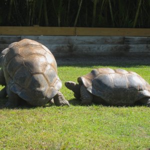 ALDABRA BREEDER