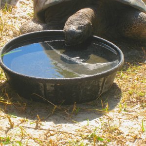 ALDABRA BREEDER