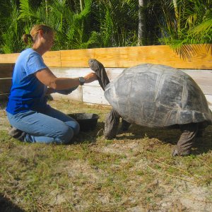 ALDABRA BREEDER