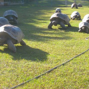 ALDABRA BREEDER