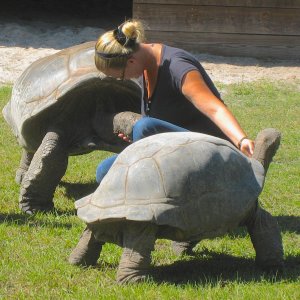 ALDABRA BREEDER